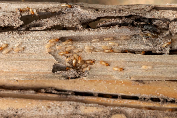 Best Best Pest Control Companies  in Rio Vista, TX